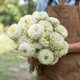 Benary's Giant White, Zinnia Seeds